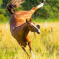 Är du en hästmänniska