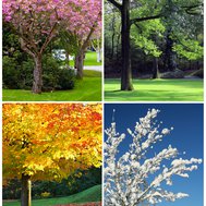 What season are you?