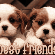 What type of friend are you?