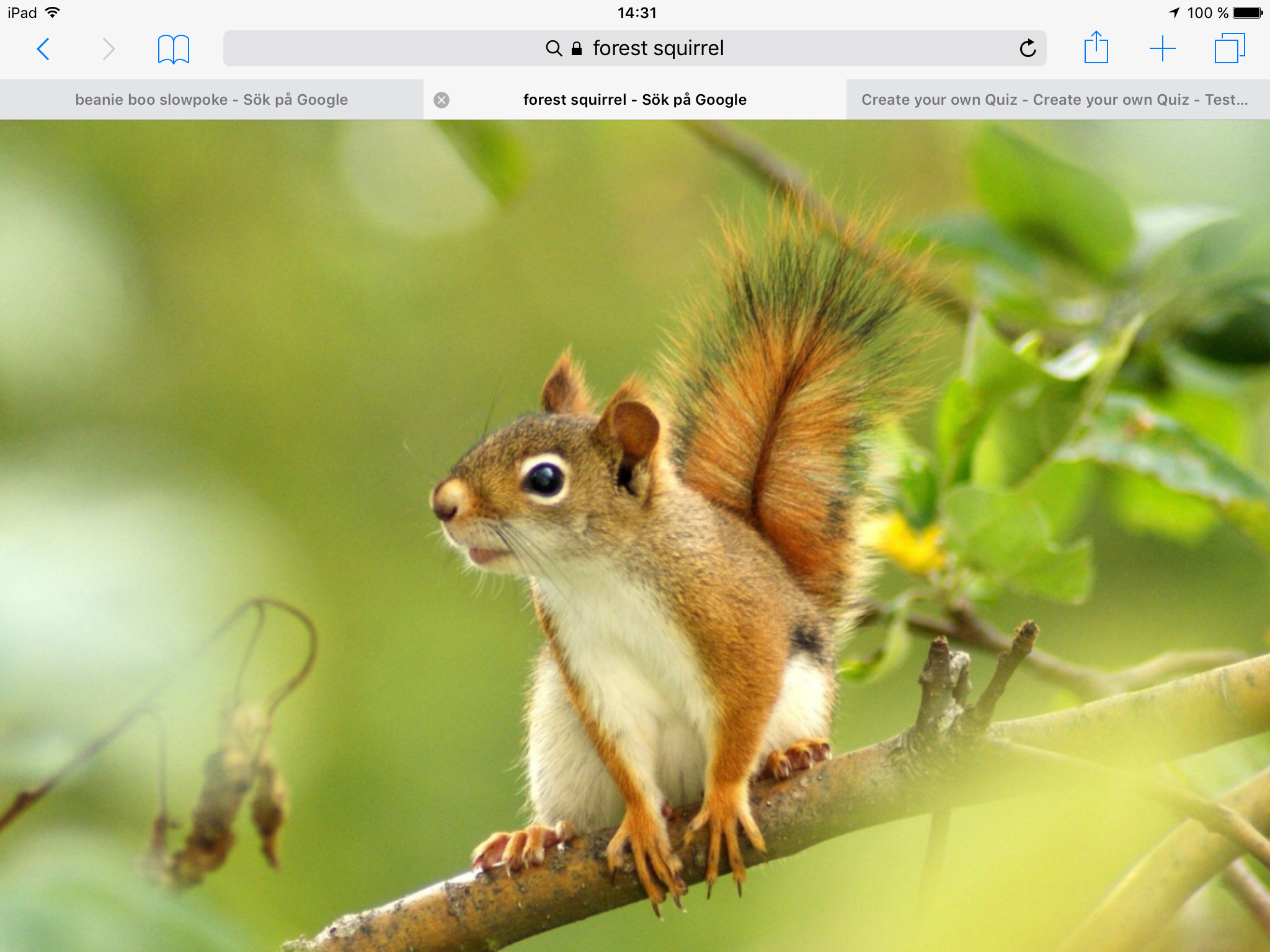 Swedish Forest Animals