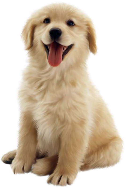 Which pet should you get?