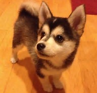 how well do you know dogs