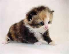 Ifz yoz wer kitten:Another sis?