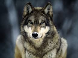 do you know alot about wolfs?(aisha vesamia)