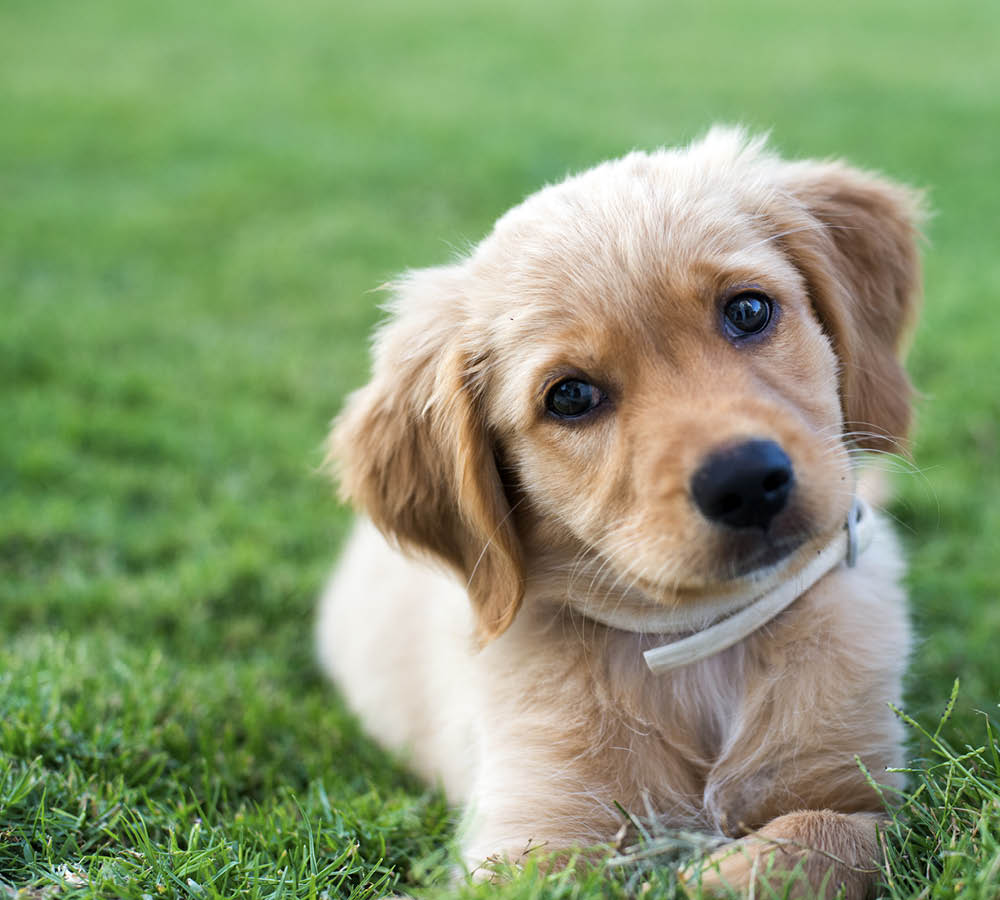 Skulle du kunna ha en hund?