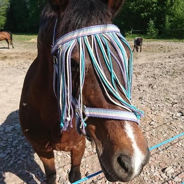 Vilken hästars passar dig bäst?