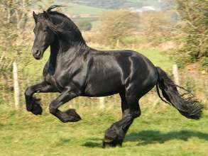 quiz:hvor mye vet du om StarStable?