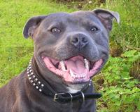 staffordshire bullterrier