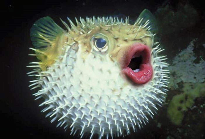 Are you a Fish?