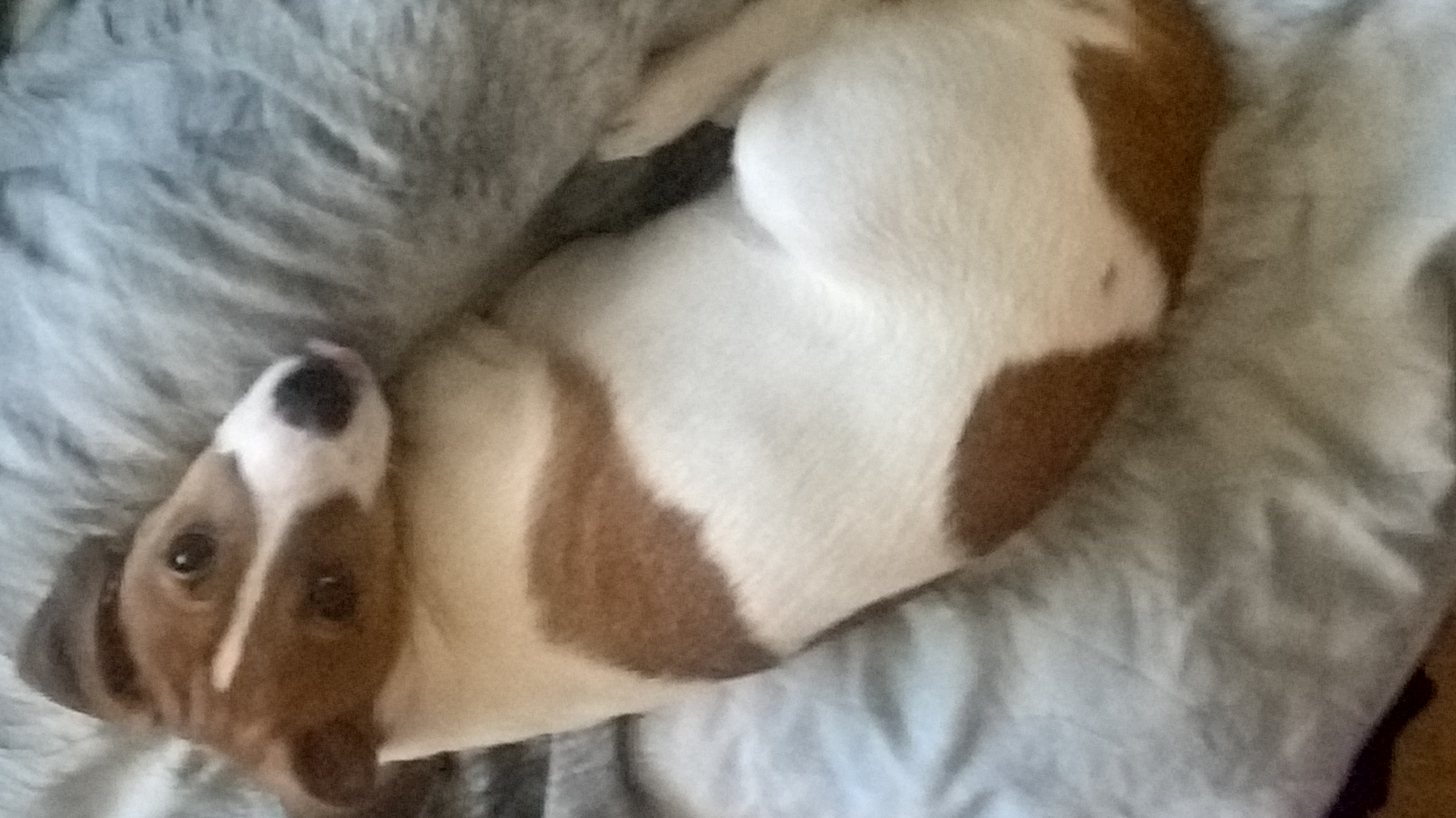 how much do you realy love animals