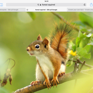 Swedish Forest Animals