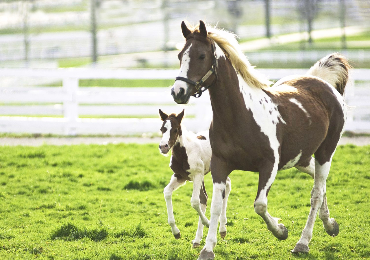 How  well do you know horses?