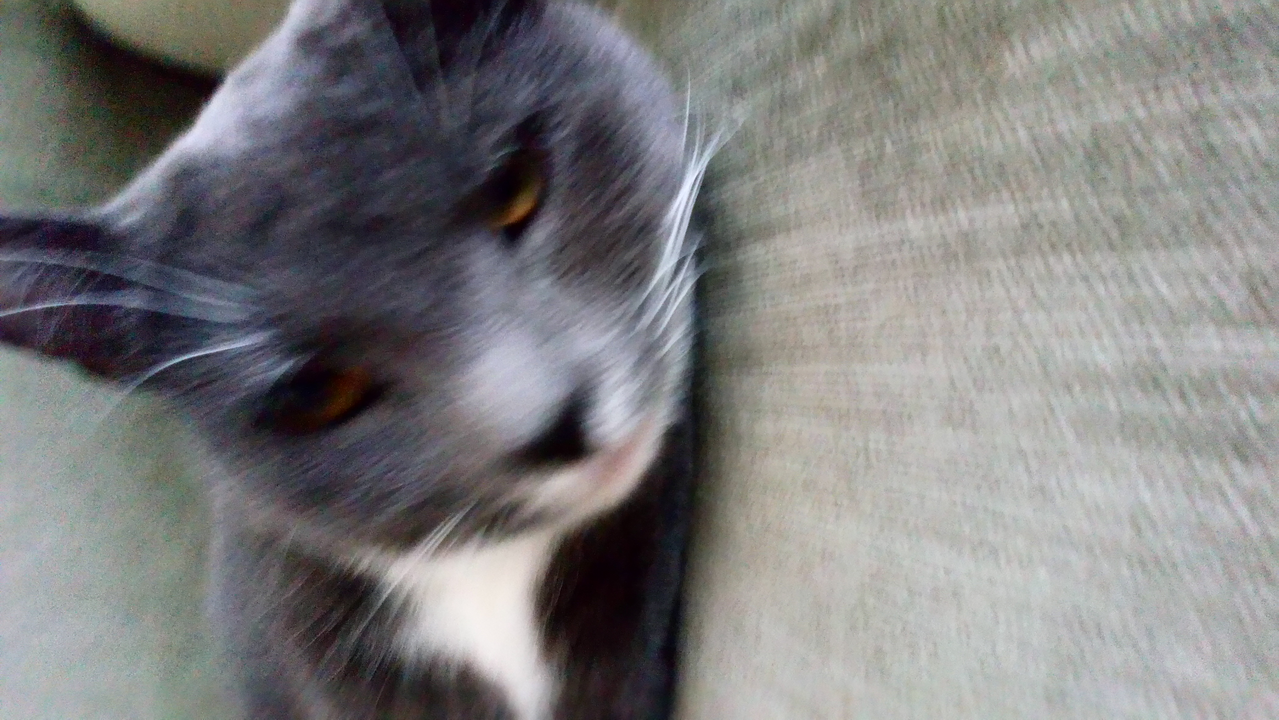 Va vet du om Katter