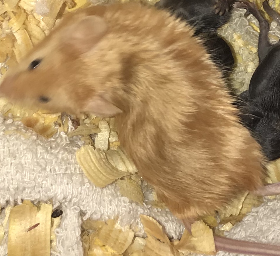 Haw much do you know about mice