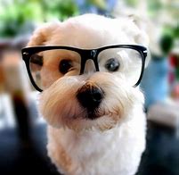 What is your favourite animal
