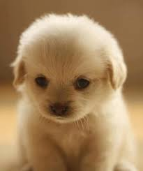 CUTENESS OVER LOAD