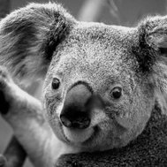 do you like koalas