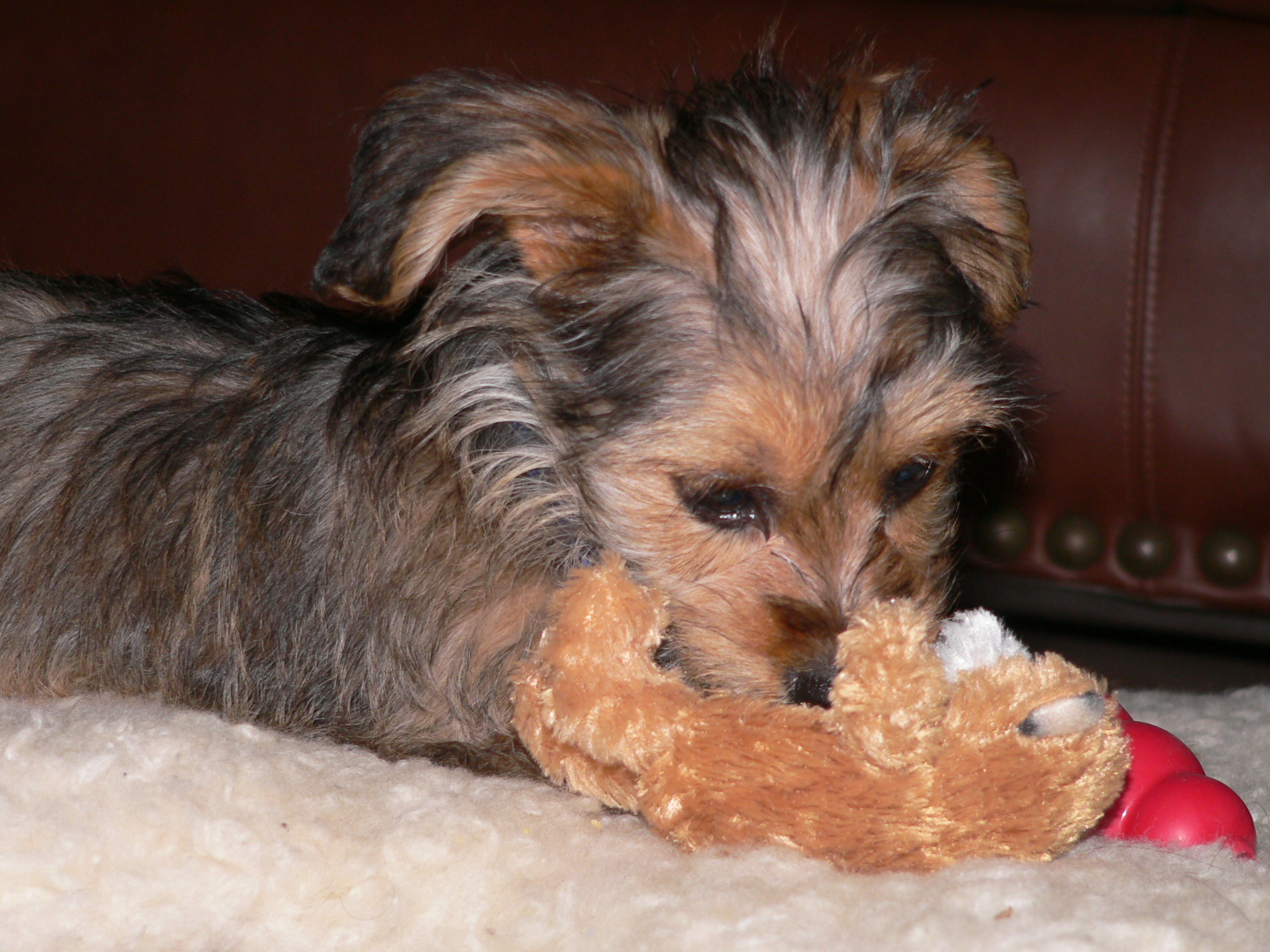 Cute animals