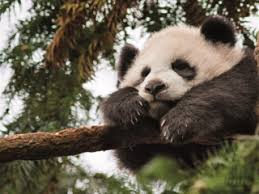 Panda Quiz