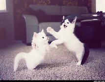 Meow wowo