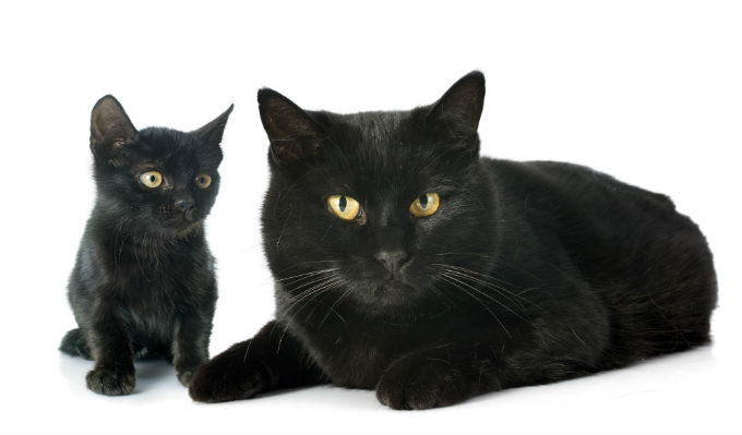 do you know my cats