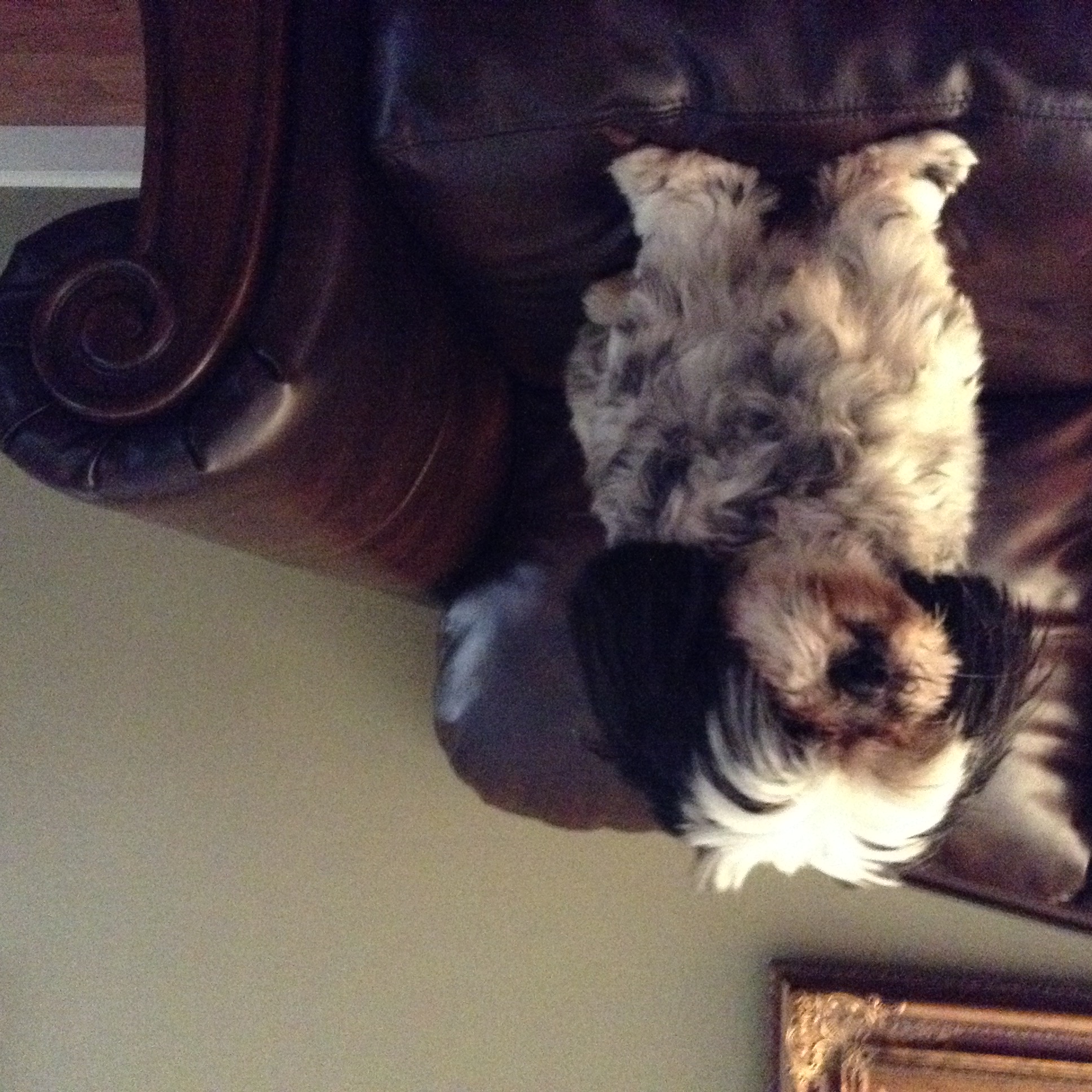 Dogs