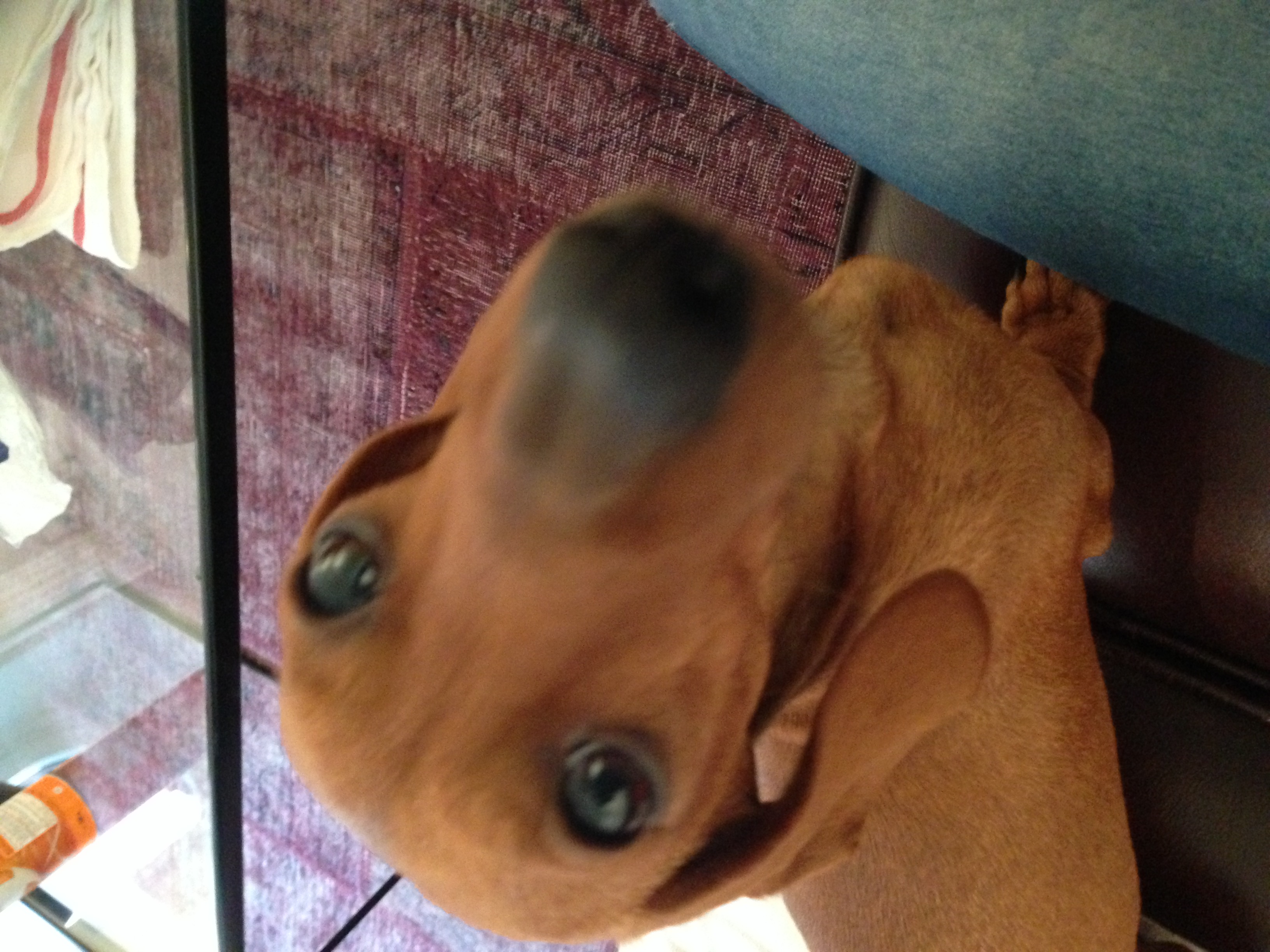 Vilken hund ska du ha
