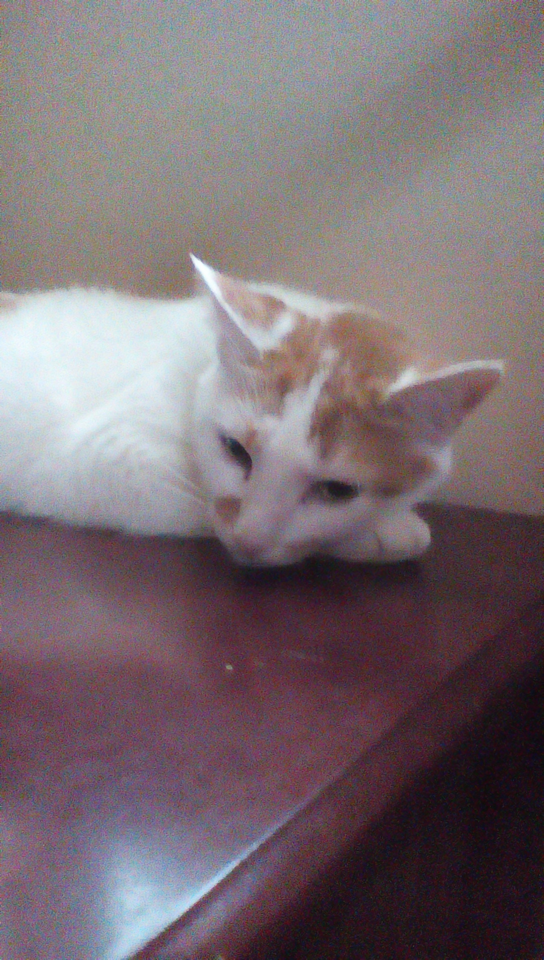 Would you survive if you we're a cat