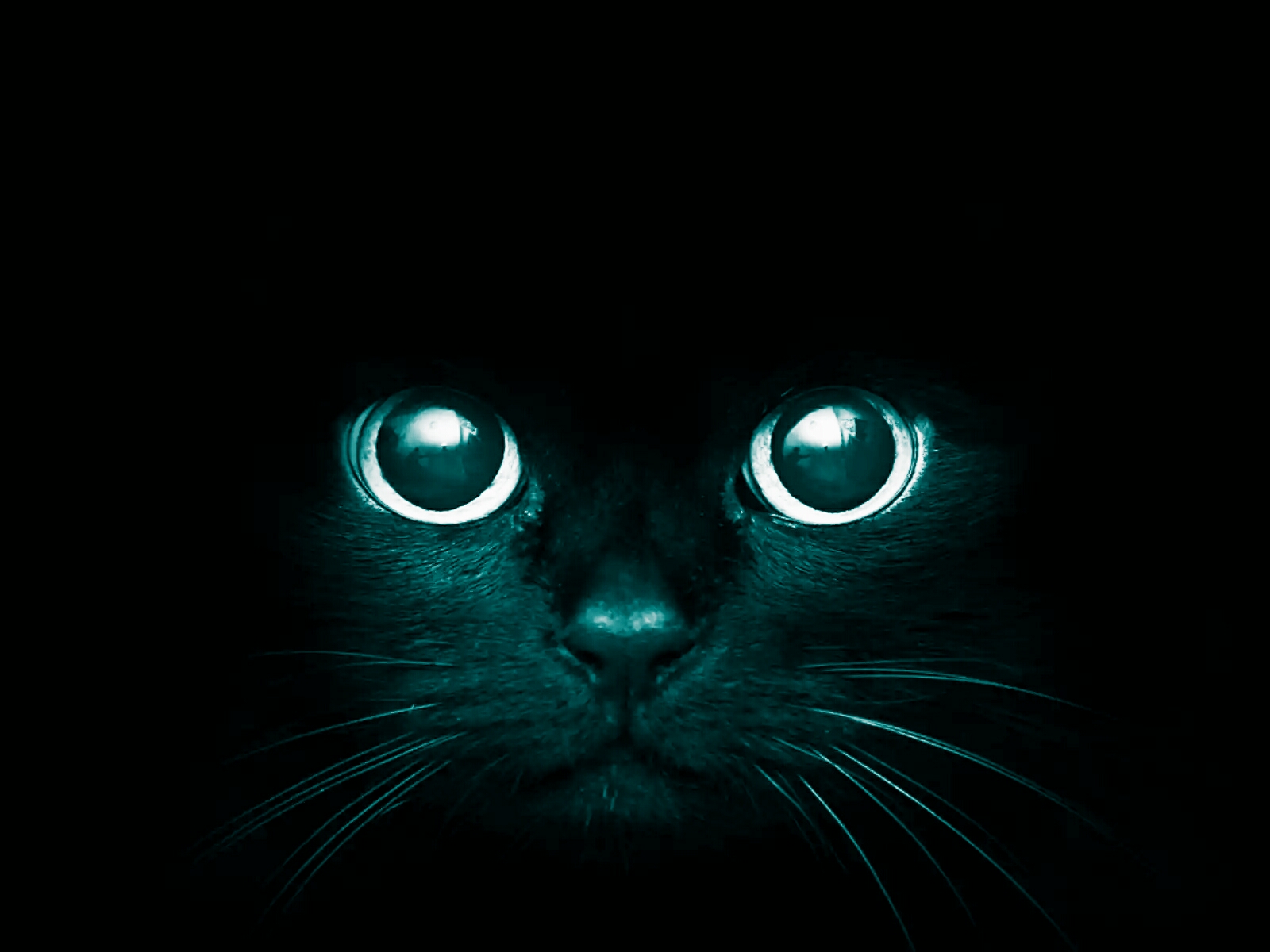 Är du redo för katt