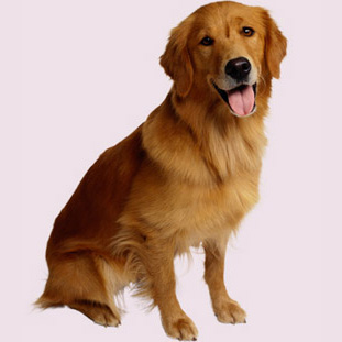 är du redo för en hund?
