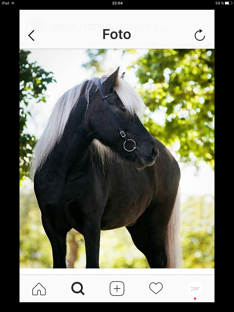 Hur mycket vet du om hästraser?🐴🐎