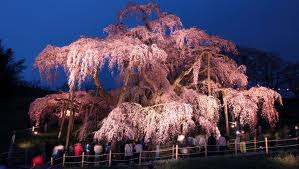 HANAMI