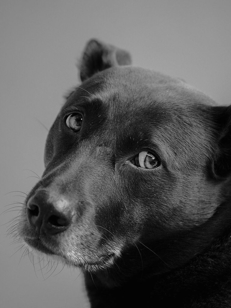 How much do you like dogs