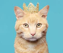 Are u a cat person