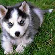 dose he like you