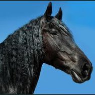 Hou je van paarden??