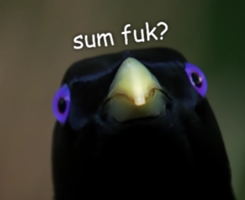 The Humming Birb Quiz