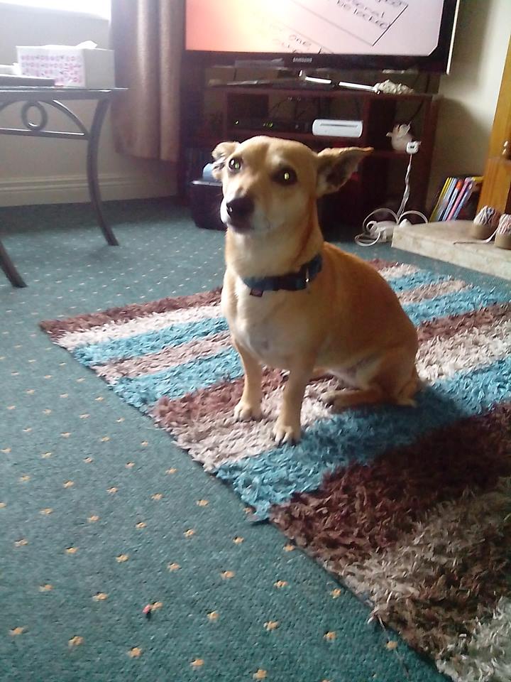 What is your real pet