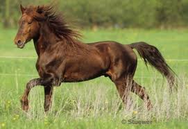 HORSES