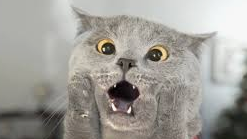 how well do you know cats
