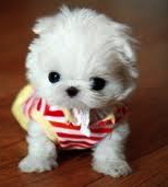 are u cute 
