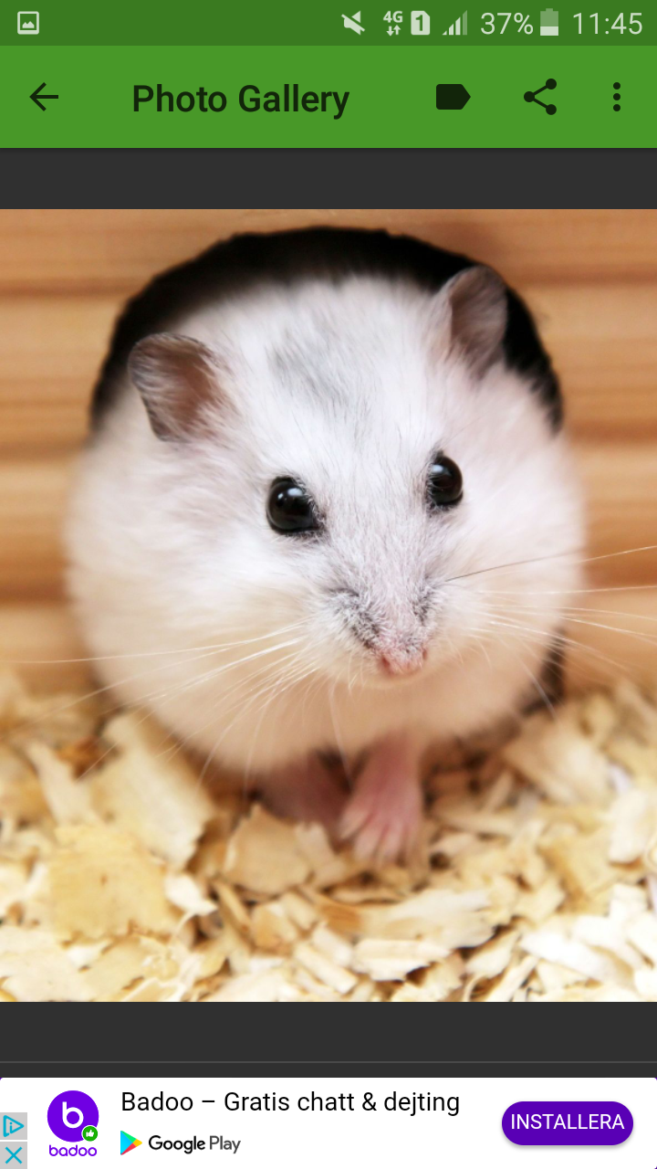 Är du redo för en hamster?