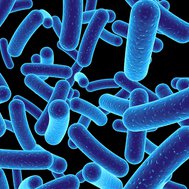Bacteriën