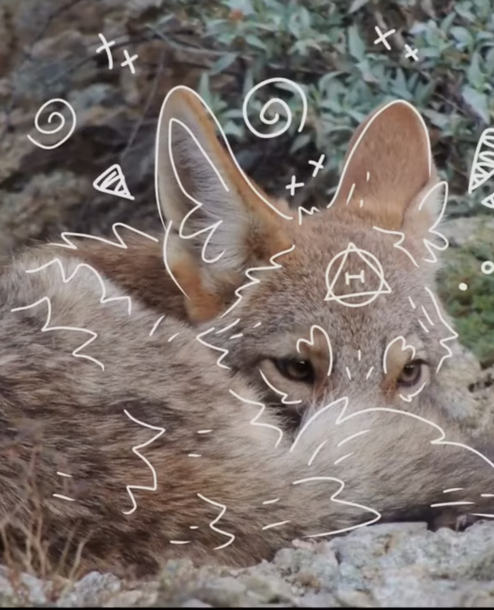 What therian are you?