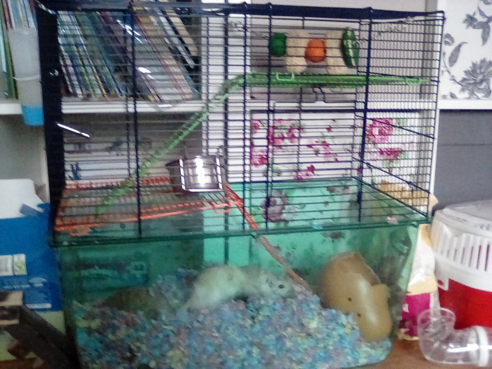 Do you like gerbils?