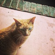 Could you be my friend?