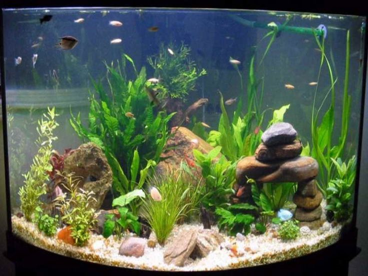 What pet are YOU