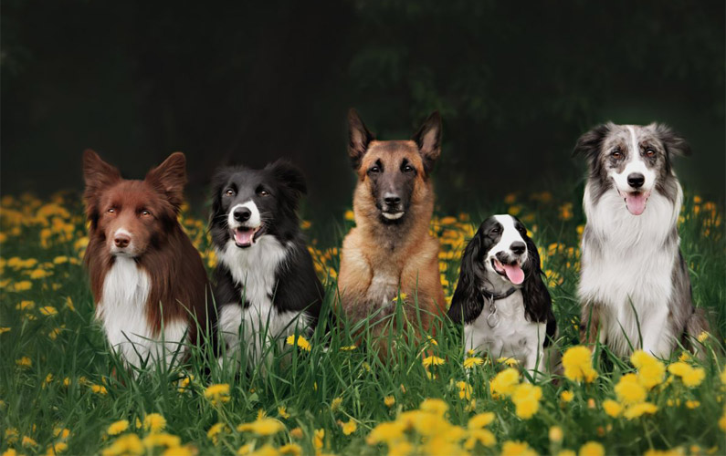 Är du redo att skaffa hund?