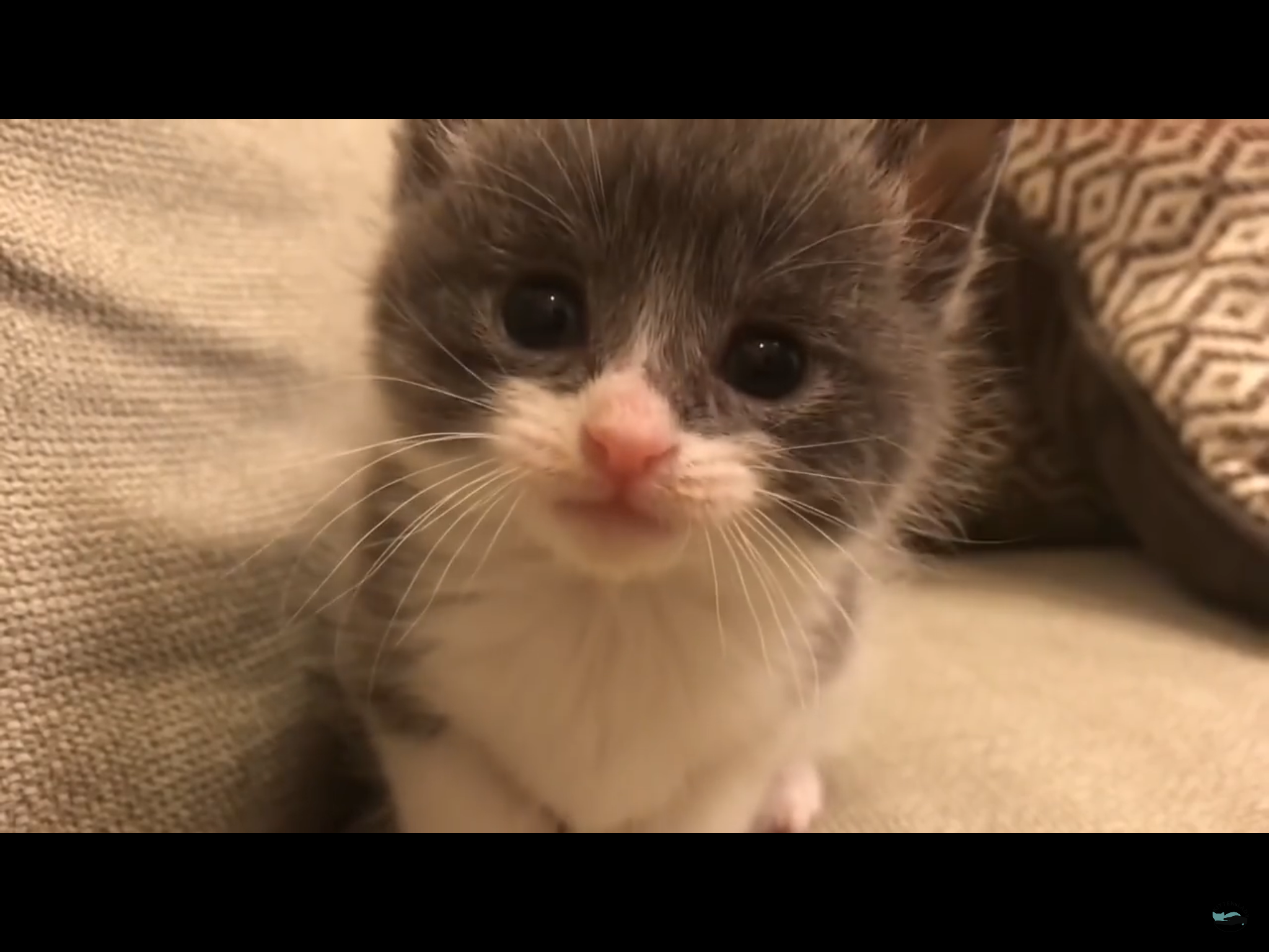 Are you a cat person or a dog person?