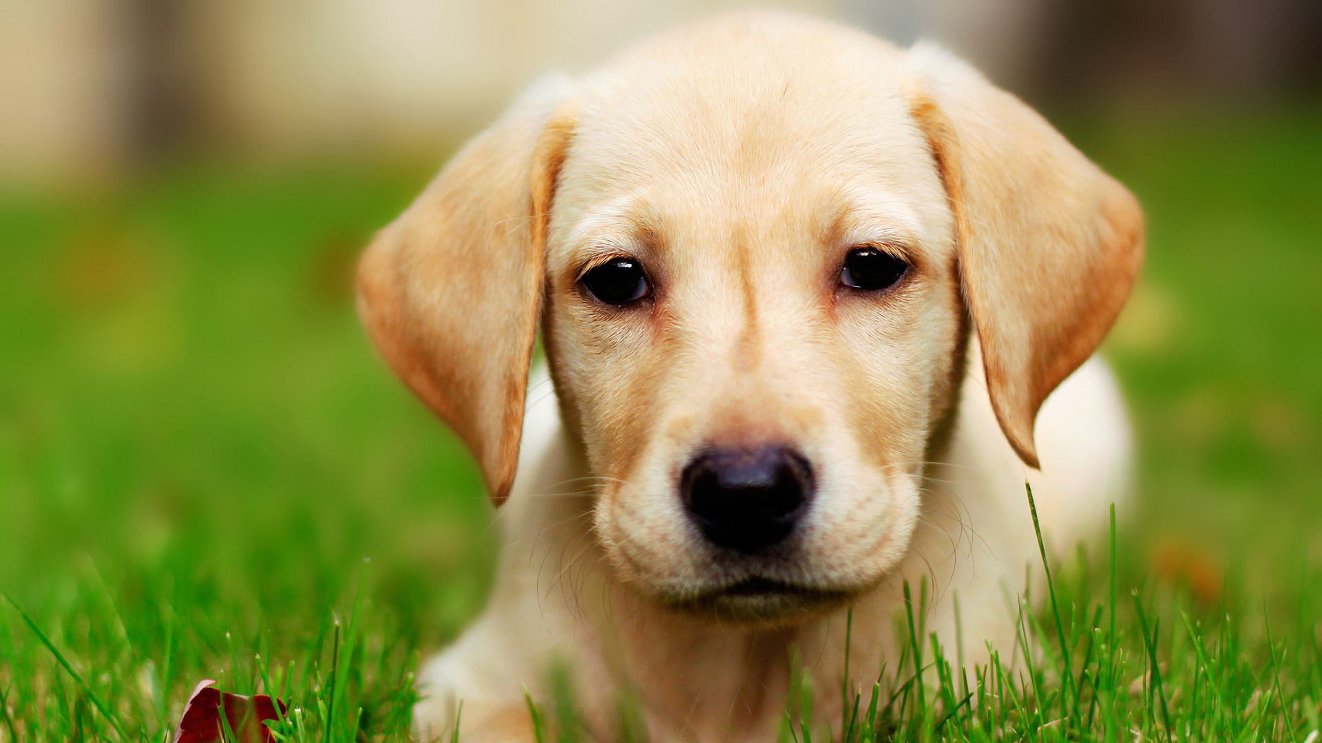 Do you like Dogs or not